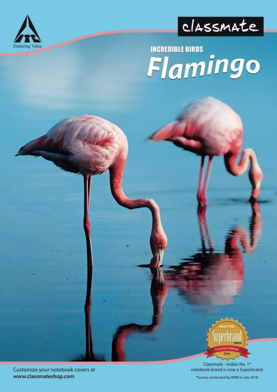 Classmate A4 Single Line 240 Pages Notebooks, Pack of 6